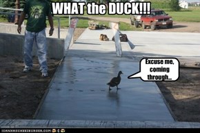 Don't mind the duck.