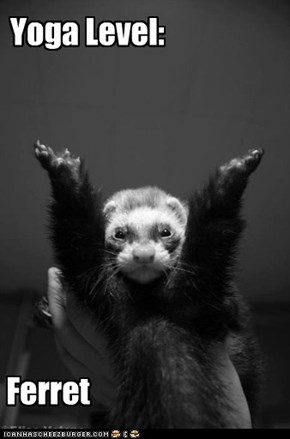 Ferret Yoga