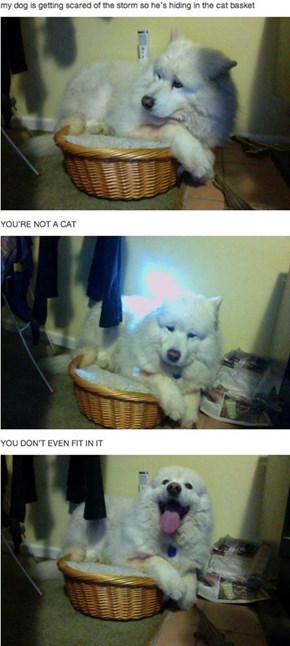 Silly Dog