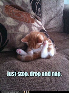 Kittens can find a recharging station anywhere.