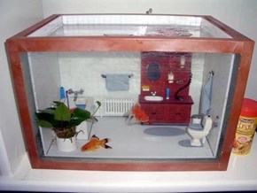 Fish Tank WIN