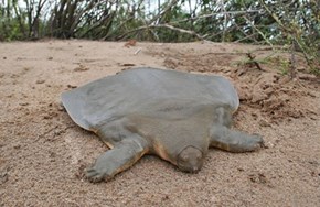 Whatsit: Flat Turtle