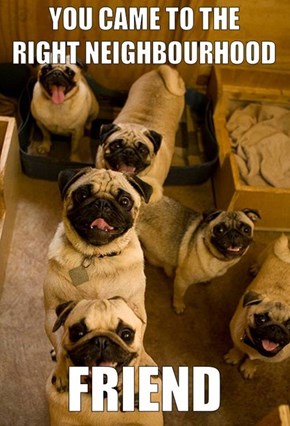 Thanks, Pugs!