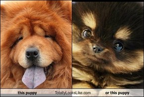 this puppy Totally Looks Like or this puppy