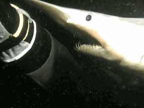 The Goblin Shark Terrifies Me 