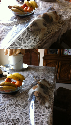 Cat, What are You Doing?