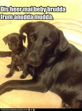 Dis heer mai beby brudda frum anudda mudda.