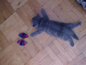 Cyoot Kitteh of teh Day: I'm Done.