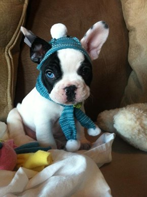Cyoot Puppy ob teh Day: Frenchie Keepin' Warm 