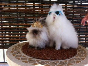 Bunday: Too Cool 