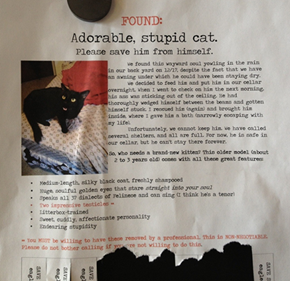 Save this Cat from Himself!