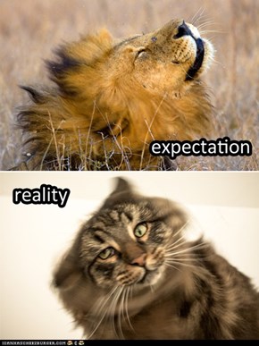 Expecation Lion shake vs reality