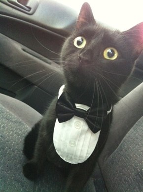 Aristocat