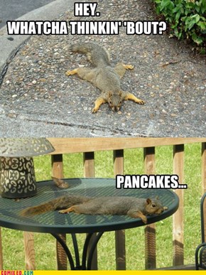Silly Squirrels