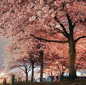 Cherry Blossoms in Bloom