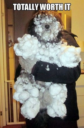 Beware the Abominable Snowdog!