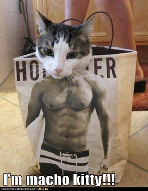 I'm macho kitty!!!