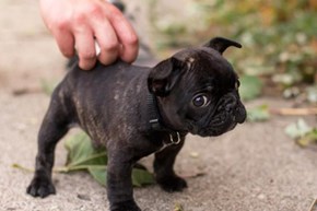 Cyoot Puppy ob teh Day: Widdle Bully 