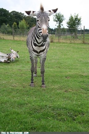 Zebra bomb