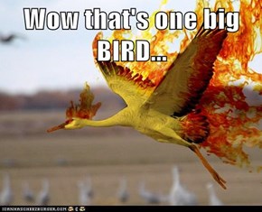 Wow that's one big BIRD...