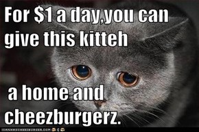 For $1 a day,you can give this kitteh   a home and cheezburgerz.