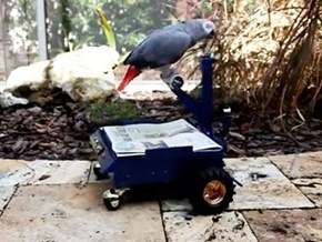 Around the Interwebz: My Bird's Whip is Better Than Yours