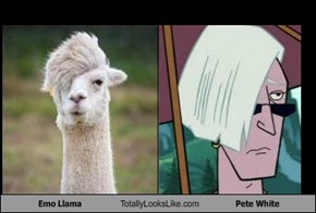 Emo Llama Totally Looks Like Pete White