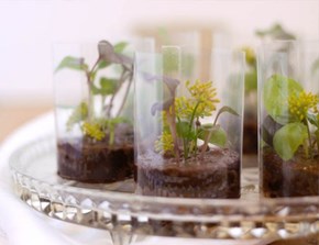 Edible Chocolate Terrariums