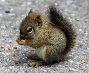 Baby Squirrel 