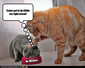 Youve got to be Kittin me right meow!