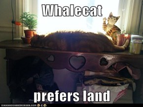 Whalecat  prefers land