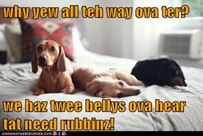 why yew all teh way ova ter?  we haz twee bellys ova hear tat need rubbinz!
