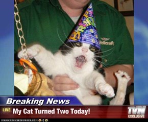 Breaking News - My Cat Turned Two Today!