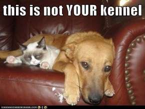 this is not YOUR kennel