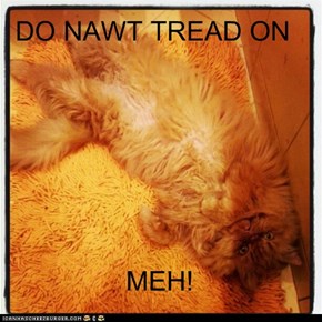 I Iz Nawt Rug