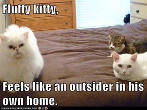 Fluffy kitty,  Feels like an outsider in his own home.