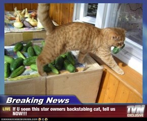 Breaking News - If U seen this stor owners backstabing cat, tell us NOW!!!