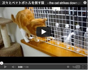 Around the Interwebz: The Naughtiest Kitty You Will See all Day!