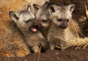Squee Spree: There's Always One...