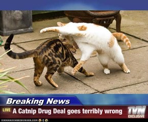 Breaking News - A Catnip Drug Deal goes terribly wrong