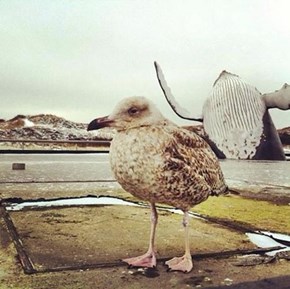 A Whale of a Photobomb
