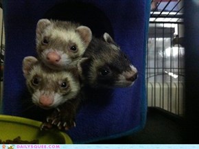 The Ferret's Cube