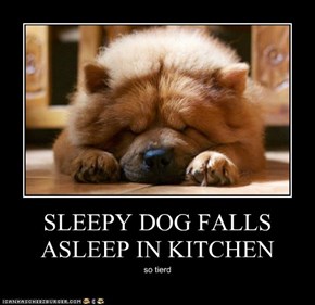 SLEEPY DOG FALLS ASLEEP IN KITCHEN