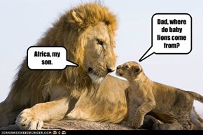 Dad, where do baby lions come from?