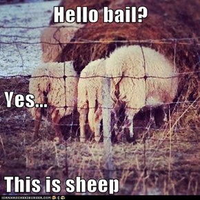 Hello bail? Yes... This is sheep