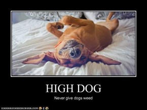 HIGH DOG