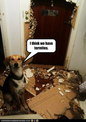 I think we have termites.
