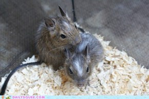 Degu babies