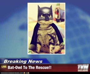 Breaking News - Bat-Owl To The Rescue!!