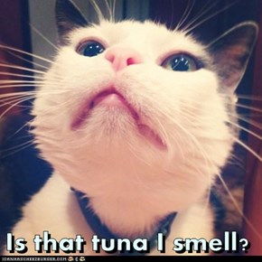 Is that tuna I smell?